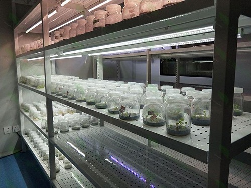 铅山植物组织培养实验室设计建设方案
